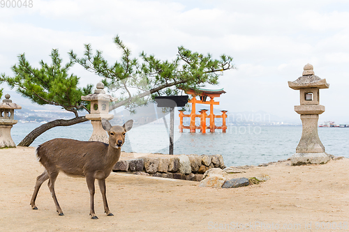 Image of Deer and big torii gate at miyajima