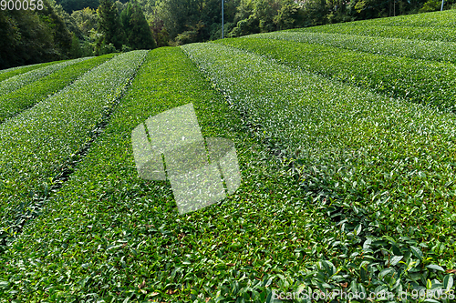 Image of Tea farm