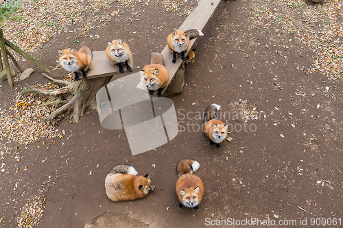 Image of Many Fox village