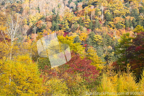Image of Forest in autumn