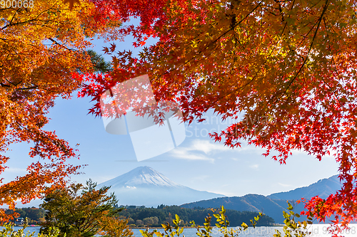 Image of Mountain Fuji with maple tree