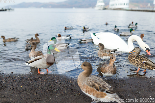 Image of Duck together