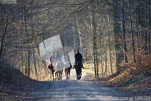 Image of Group of Horse riders in a forest