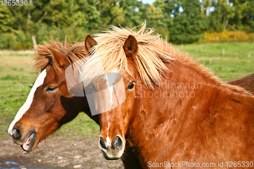 Image of Two horses