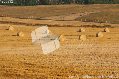 Image of Field with hay ball in Sweden