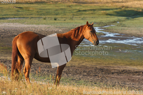 Image of Horses in a field in Sweden in the summer