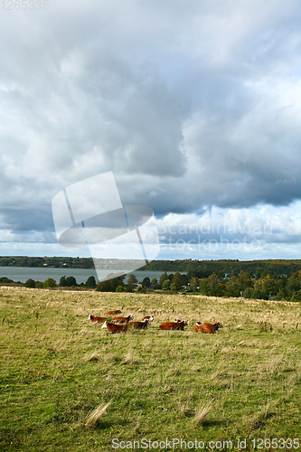 Image of Cows on a field