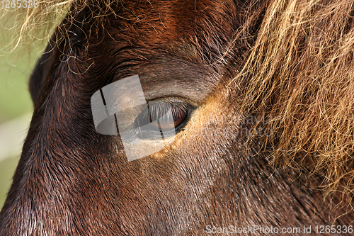 Image of Horses head closeup