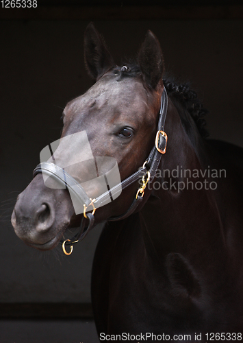 Image of Black horse head