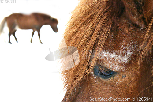 Image of Horses in winter 