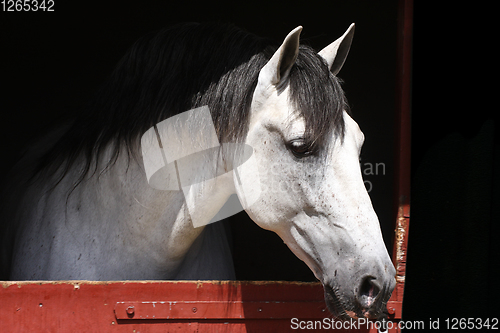 Image of White horse head