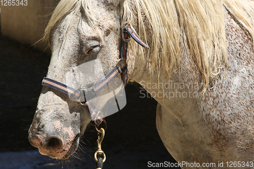 Image of White horse in the Camarge area south of France