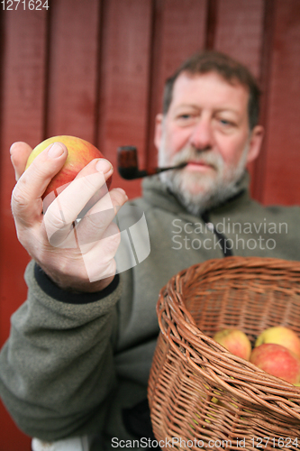 Image of Mature scandinavian man outdoor with apples 