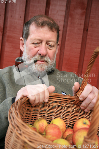 Image of Mature scandinavian man outdoor with apples 