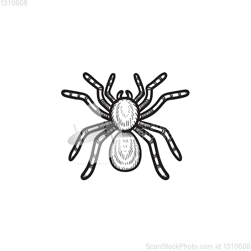 Image of Spider tarantula hand drawn sketch icon.