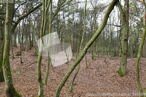 Image of Trees without leaves in the autumn forest