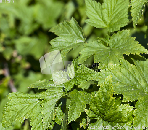 Image of black currant