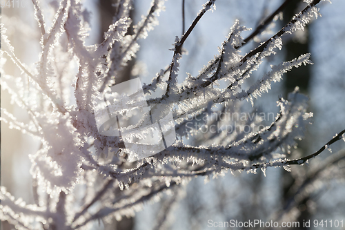 Image of Hoarfrost on the branches of a tree