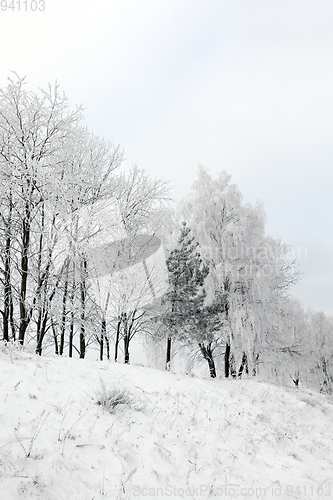 Image of Photographed winter forest