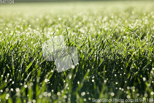 Image of young grass plants, close-up