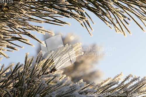 Image of Coniferous with hoarfrost