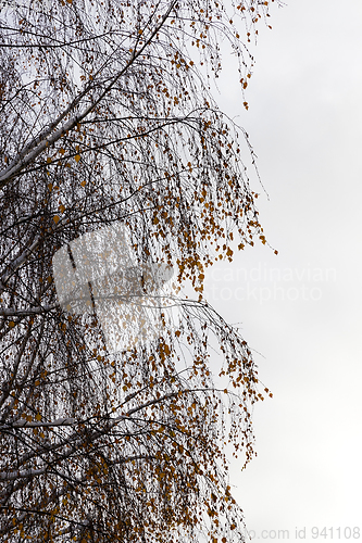 Image of snow-covered birch branches with yellow leaves