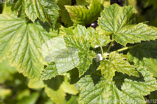 Image of black currant