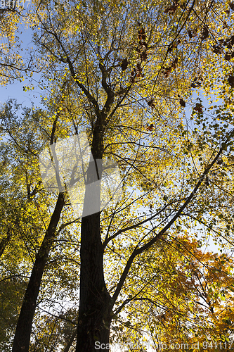 Image of tops of trees with yellow leaves in autumn season