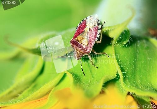 Image of Bug