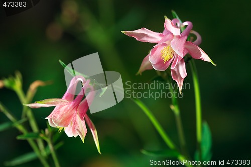 Image of Aquilegia