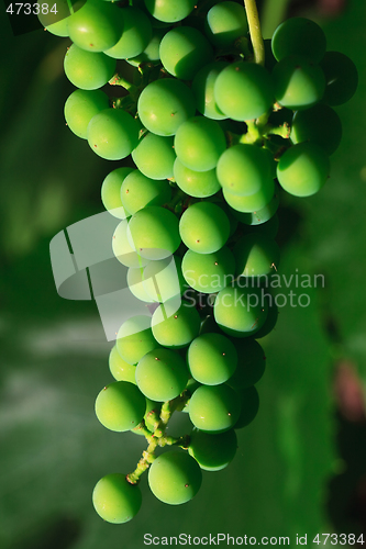 Image of Grape cluster