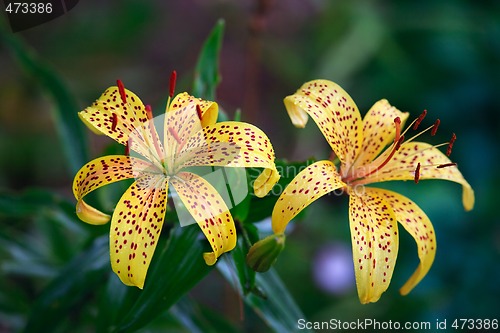 Image of Lily