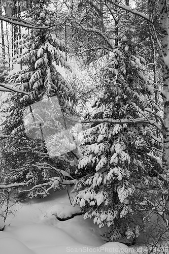 Image of Winter landscape