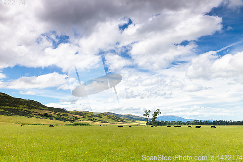 Image of lush landscape with cows