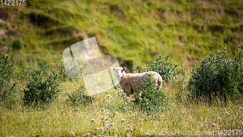 Image of a sheep in the meadow, New Zealand