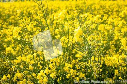 Image of rape field spring background