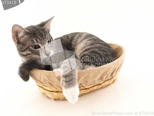 Image of Buster in a Basket