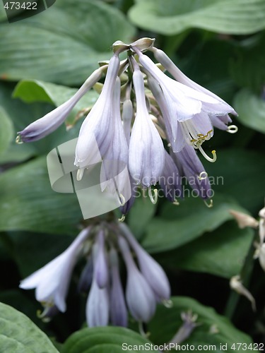 Image of Hosta Blossoms