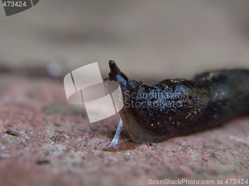 Image of Slug