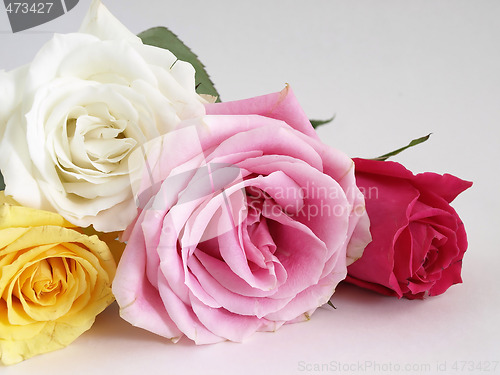 Image of Blooming Roses on White