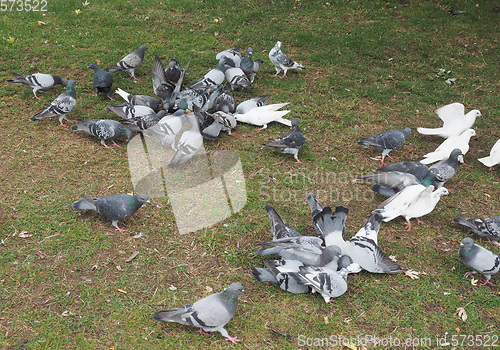 Image of Pigeon bird animal