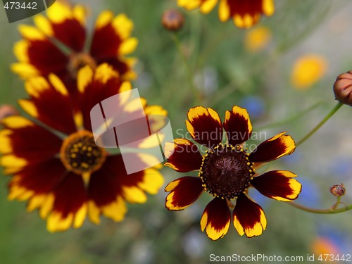 Image of Plains Coreopsis