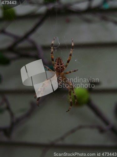 Image of Orb-Weaver Spider