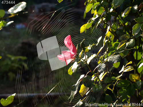 Image of Pink Rose and Spiderweb