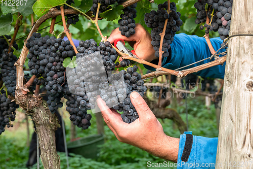 Image of a vineyard red grapes harvest