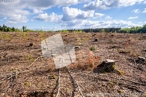 Image of cleared forest outdoor scenery south Germany