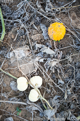 Image of typical field of pumpkin