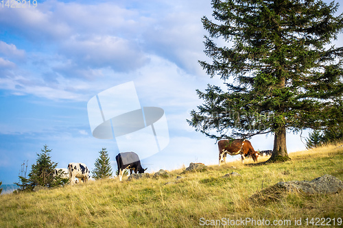 Image of some cows in the meadow