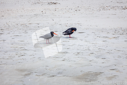 Image of two oystercatcher on the beach