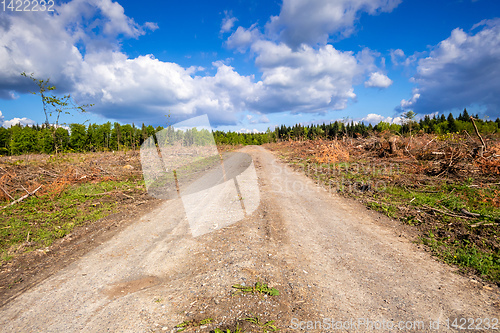 Image of cleared forest outdoor scenery south Germany